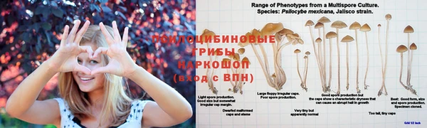 крисы Березники